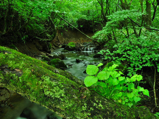 DEEP FOREST_c0102228_21141764.jpg