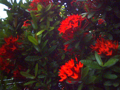 サンタンカIxora_a0057830_824146.jpg