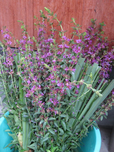 盆花 蔦屋 よしこの 漆って楽しい 盆花 蔦屋 よしこの 漆って楽しい