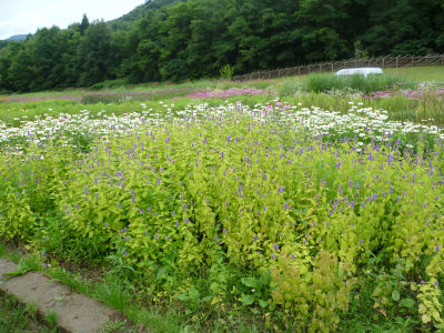 f0108346_1318870.jpg