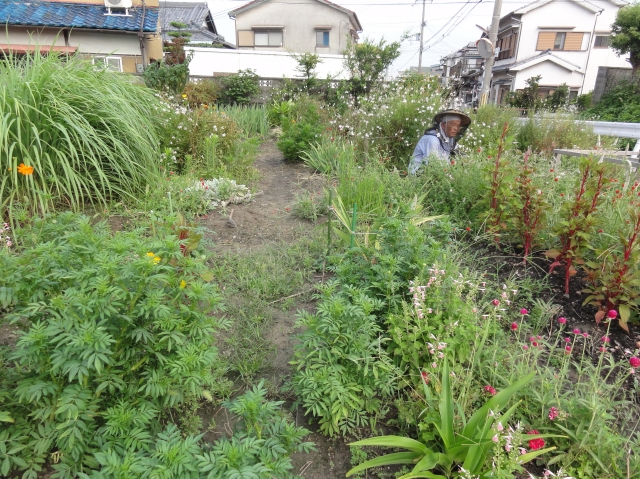 畑＆花壇の草との格闘４日目_c0108460_13415664.jpg