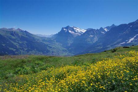 スイスアルプスの花 山の花 町の花