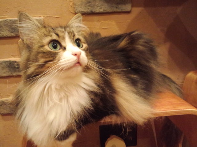 猫カフェに居ます☆_c0151965_1792523.jpg