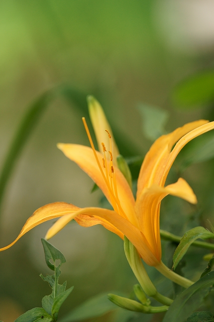 植物園_b0198768_1235772.jpg