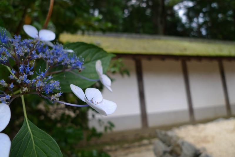 避暑にはいいとこ高野山_c0177576_22544539.jpg