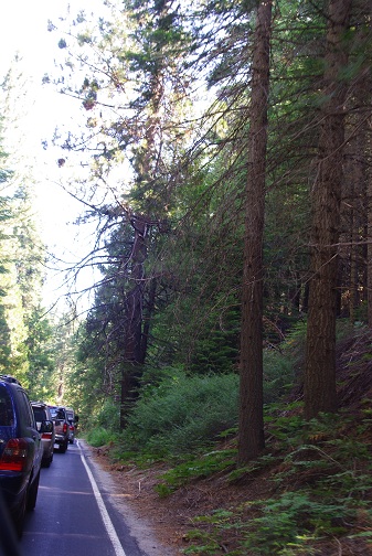 8/8 Yosemite Nationarl Park 1日目－①_f0038904_053415.jpg