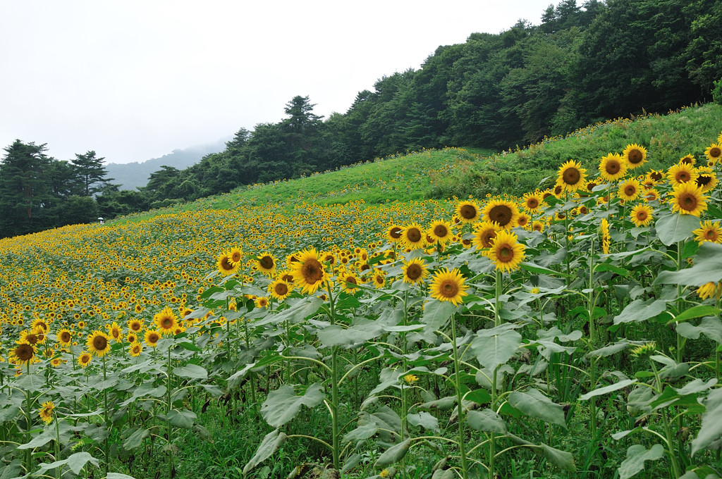 夏休みドライブ・2010_b0109815_20153891.jpg