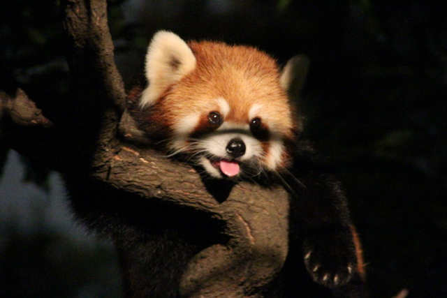 夜の動物園_f0221023_22555087.jpg