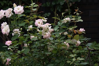 f0170524_10185875.jpg
