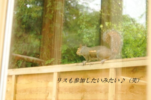 チキンとオクラの和風トマト夏カレー_d0104926_353134.jpg