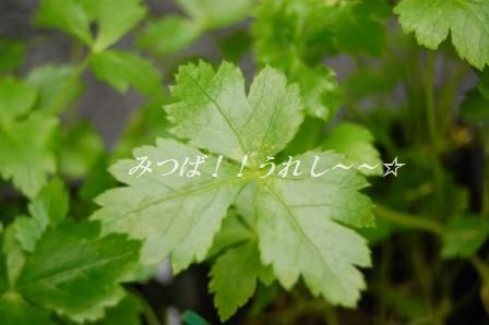 チキンとオクラの和風トマト夏カレー_d0104926_365057.jpg