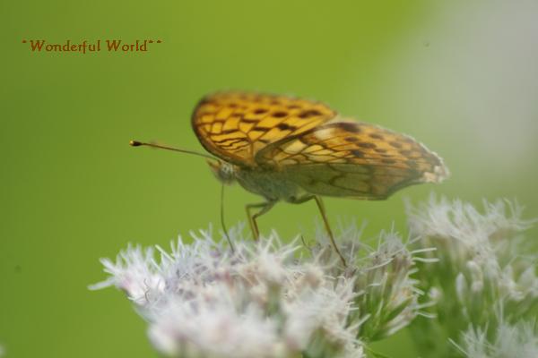 八島湿原の花とチョウ～(^－^)…08_c0210728_21244879.jpg