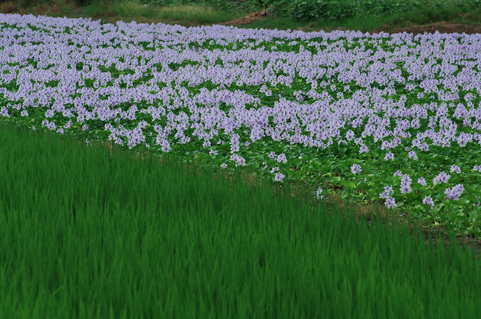 ホテイアオイの咲く風景(奈良・本薬師寺跡)_f0155048_22102521.jpg