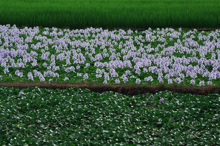 ホテイアオイの咲く風景(奈良・本薬師寺跡)_f0155048_2210387.jpg