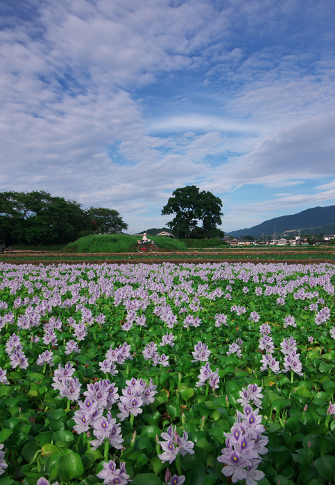 ホテイアオイの咲く風景(奈良・本薬師寺跡)_f0155048_22105121.jpg