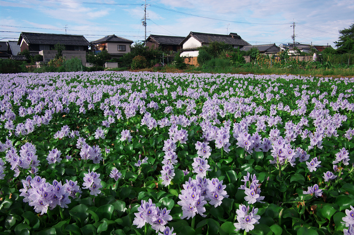 ホテイアオイの咲く風景(奈良・本薬師寺跡)_f0155048_2210940.jpg