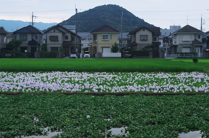 ホテイアオイの咲く風景(奈良・本薬師寺跡)_f0155048_22111974.jpg