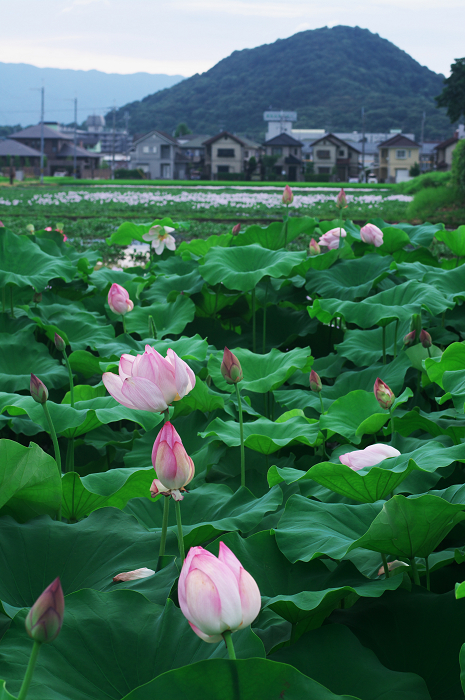 ホテイアオイの咲く風景(奈良・本薬師寺跡)_f0155048_2211246.jpg
