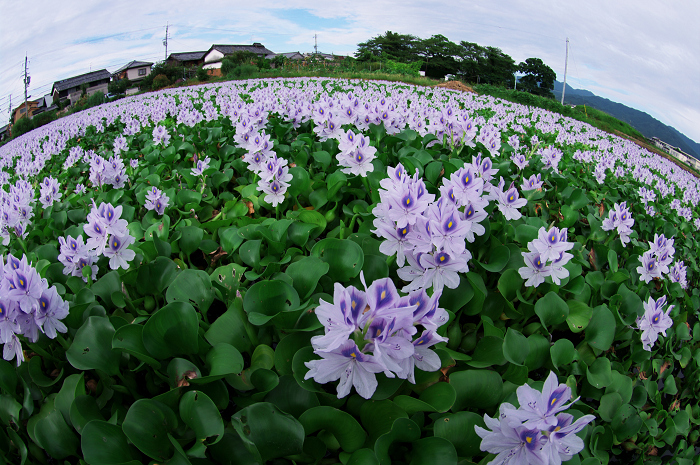 ホテイアオイの咲く風景(奈良・本薬師寺跡)_f0155048_229166.jpg