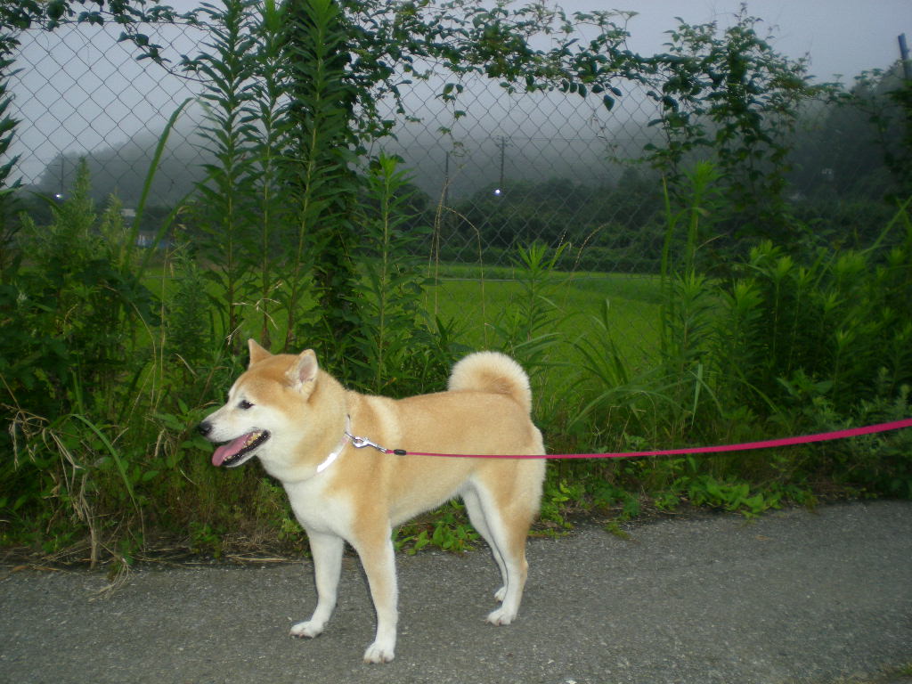 2010年8月14日(土)お盆休み③_f0060461_8533212.jpg