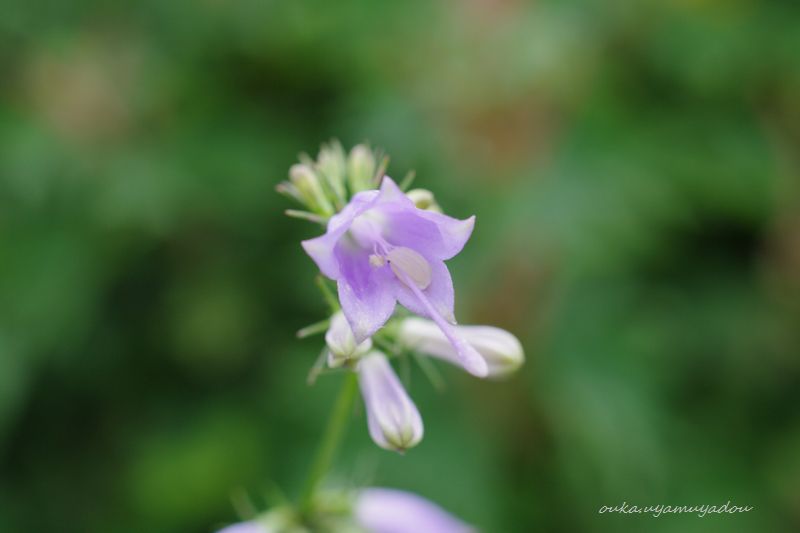 伊吹山の草花8/13_a0157263_23235189.jpg