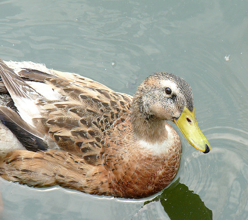 カイツブリの親子＋おまけ_c0011365_2244457.jpg