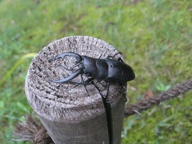 d0050871_1535726.gif