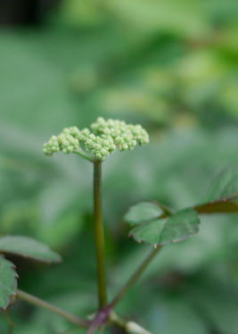 ツタの花／ブルーベリー_e0172372_21522061.jpg