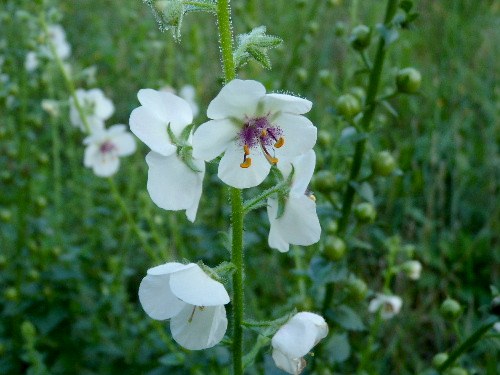 シロバナモウズイカ（白花毛蕊花） ・ ゴマノハグサ科_d0084473_2152142.jpg