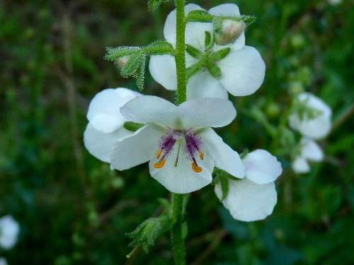 シロバナモウズイカ（白花毛蕊花） ・ ゴマノハグサ科_d0084473_2153091.jpg