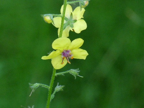 シロバナモウズイカ（白花毛蕊花） ・ ゴマノハグサ科_d0084473_21550100.jpg