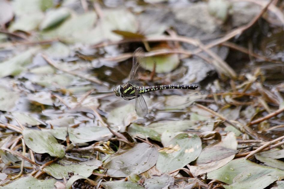 ルリボシ(瑠璃星)ヤンマの飛行 長野県・白駒の池_a0107574_1428311.jpg