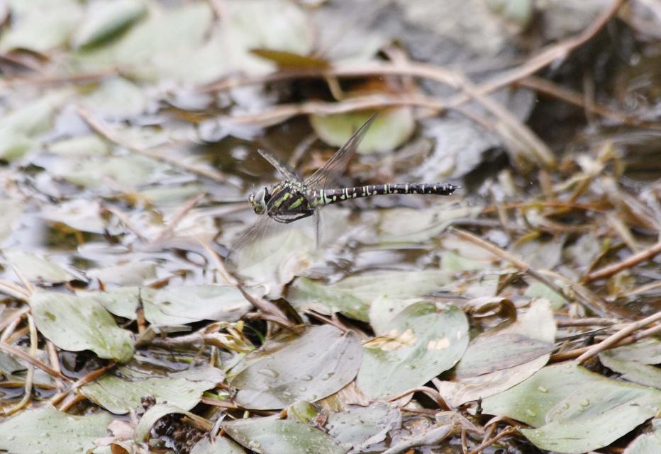 ルリボシ(瑠璃星)ヤンマの飛行 長野県・白駒の池_a0107574_1429218.jpg