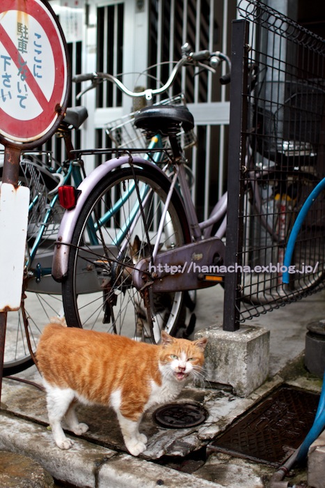 Cats in Kyoubashi_c0158775_20221510.jpg