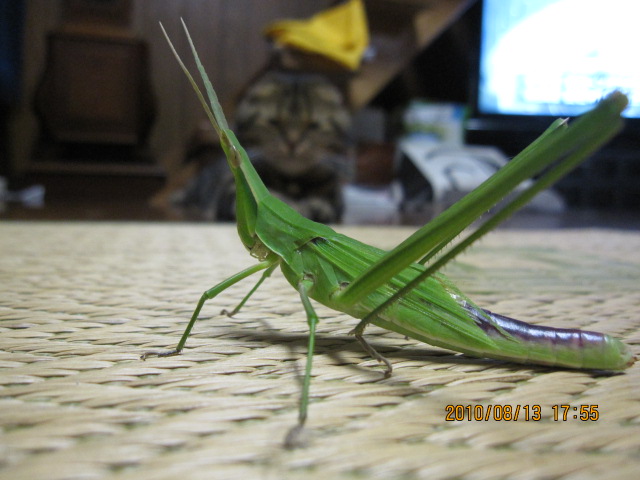 c0133096_20595625.jpg