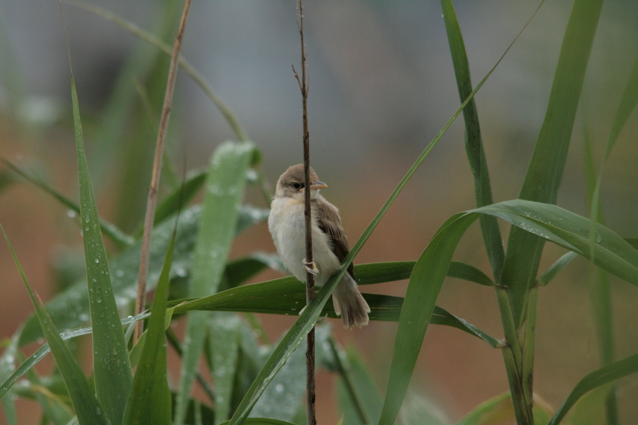 幼鳥_d0154708_12174986.jpg