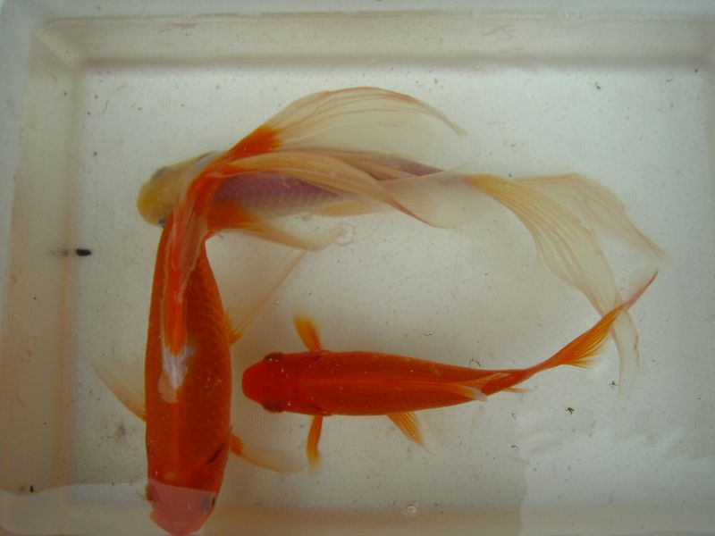 鉄魚 鉄魚好き