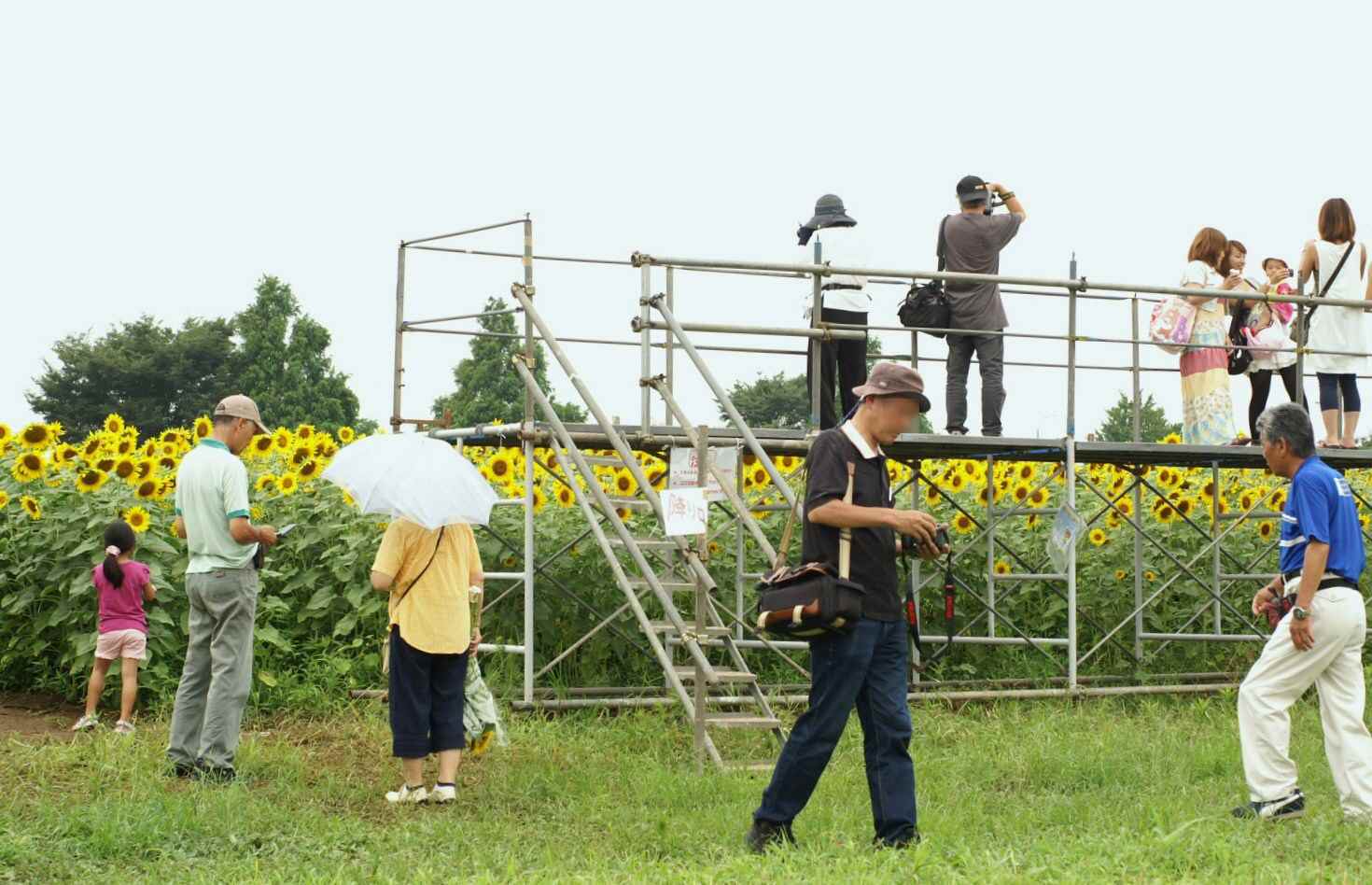 続！座間　座架依橋下の向日葵(お立ち台／人物編)です。_b0033423_1215841.jpg