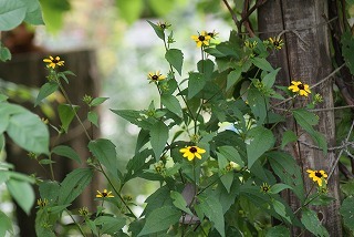 f0170524_9195197.jpg
