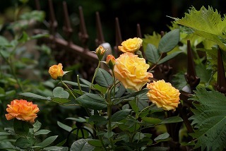 f0170524_991819.jpg
