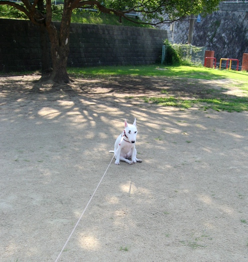 あさ、きょうはおねえちゃんがねぼうしたから、_c0192330_22342199.jpg