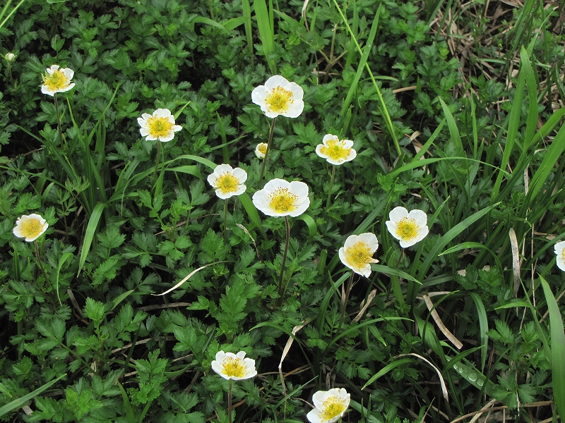 8月1日（日)　会津駒ヶ岳の花達♪_b0097836_18314.jpg