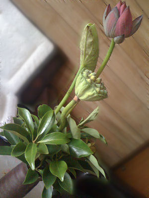 c0069036_23241648.jpg