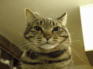 c0136736_9525723.gif