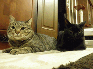 c0136736_9594054.gif