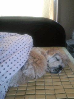 f0203249_12324100.gif