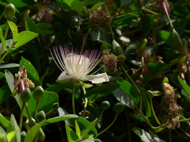 ケッパーの花 風の向くまま