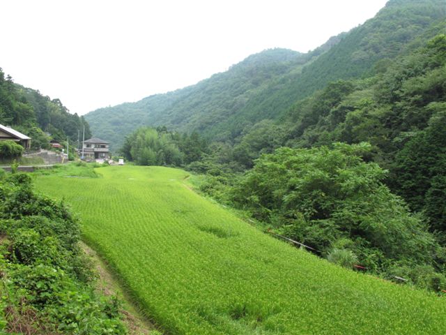 Rice fields in Japan_c0157558_10254440.jpg