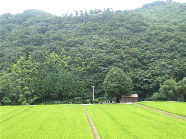 Rice fields in Japan_c0157558_1026494.jpg