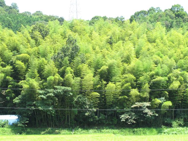 Bamboo forest_c0157558_22151829.jpg